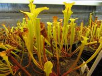 Sarracenia flava seedlings.