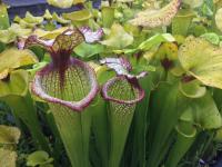 Sarracenia 'Leah Wilkerson'.