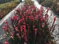 Sarracenia leucophylla 'burgundy', Meadowview clone.