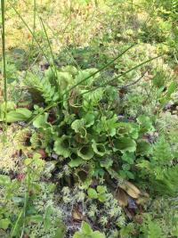 Sarracenia purpurea at the central Virginia preserve.