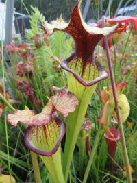 An unknown Sarracenia cross by Phil Sheridan.