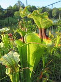 Sarracenia x moorei.