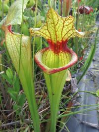 Sarracenia x moorei 'hot lips'.