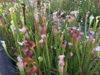 A bed of Sarracenia leucophylla at Meadowview.