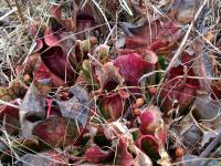 Sarracenia purpurea at the Joseph Pines Preserve.