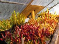 Sarracenia seedlings in the greenhouse.