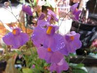 Utricularia longifolia.