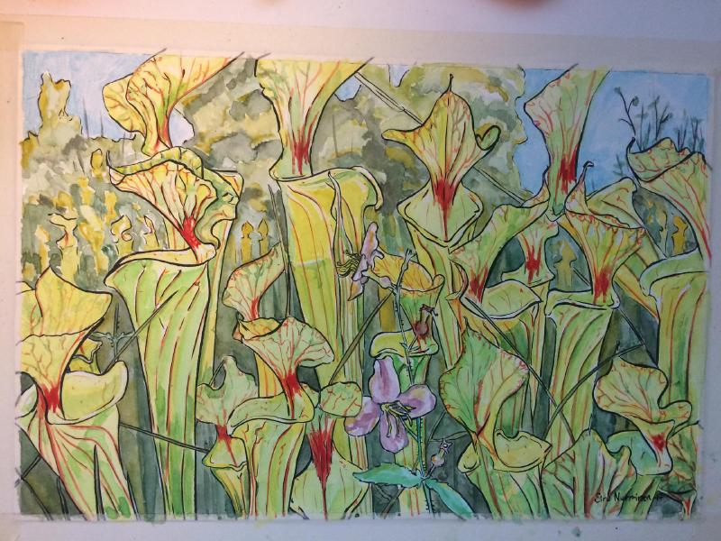 Sarracenia flava painting by Siru Curzon, 2017.