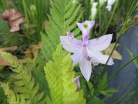 White flowered calopogogon tuberosus.