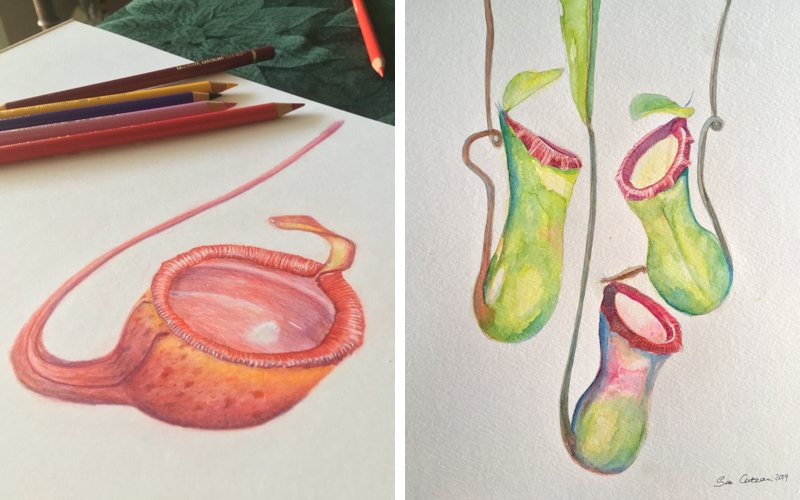 Today I'm welcoming Siru Curzon to the blog. Once the owner of the largest carnivorous plant collection in Finland, Siru is now a qualified horticulturist and artist...