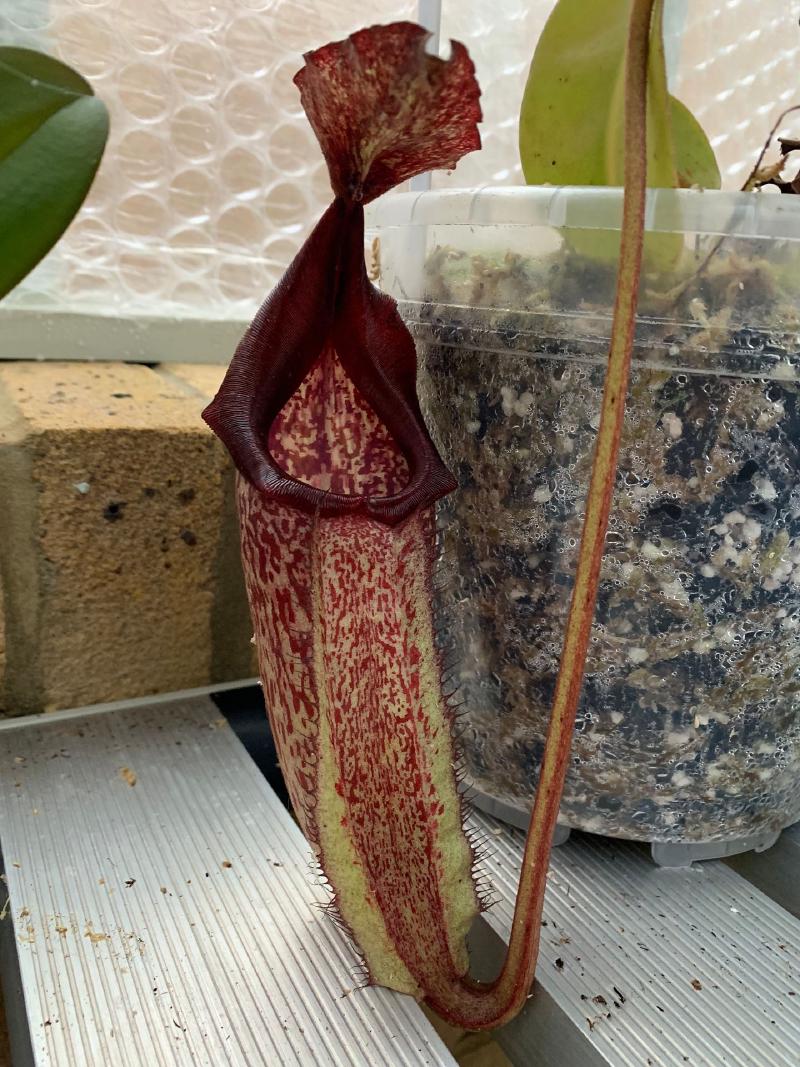 An older Nepenthes maxima pitcher. This is a plant I'm particularly pleased I won't have to cut again - it's now staked and has loads of growing space.
