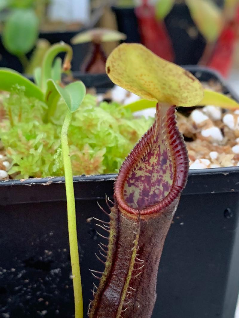 Nepenthes singalana, a seed-grown plant I bought recently and which is growing very well.