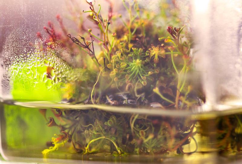 Drosera growing in-vitro in the Native Exotics tissue culture lab.