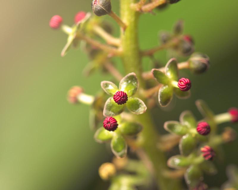 Nepenthes inflorescence.