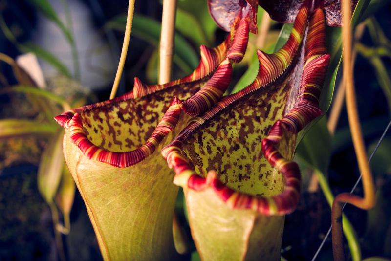 The warped peristome of Nepenthes lowii x 'Gothica', one of the nursery's breeding plants.