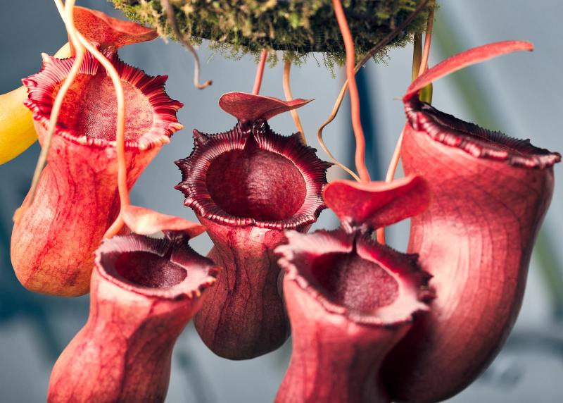 A complex hybrid, Nepenthes ventricosa-squat x [ventricosa x (lowii x ventricosa)]