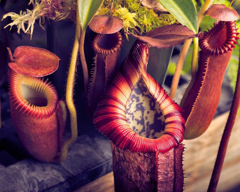 Nepenthes villosa, Nepenthes edwardsiana, and the clone sold as Nepenthes burbidgeae x edwardsiana which possibly has N. villosa introgression or is N. burbidgeae x villosa outright.