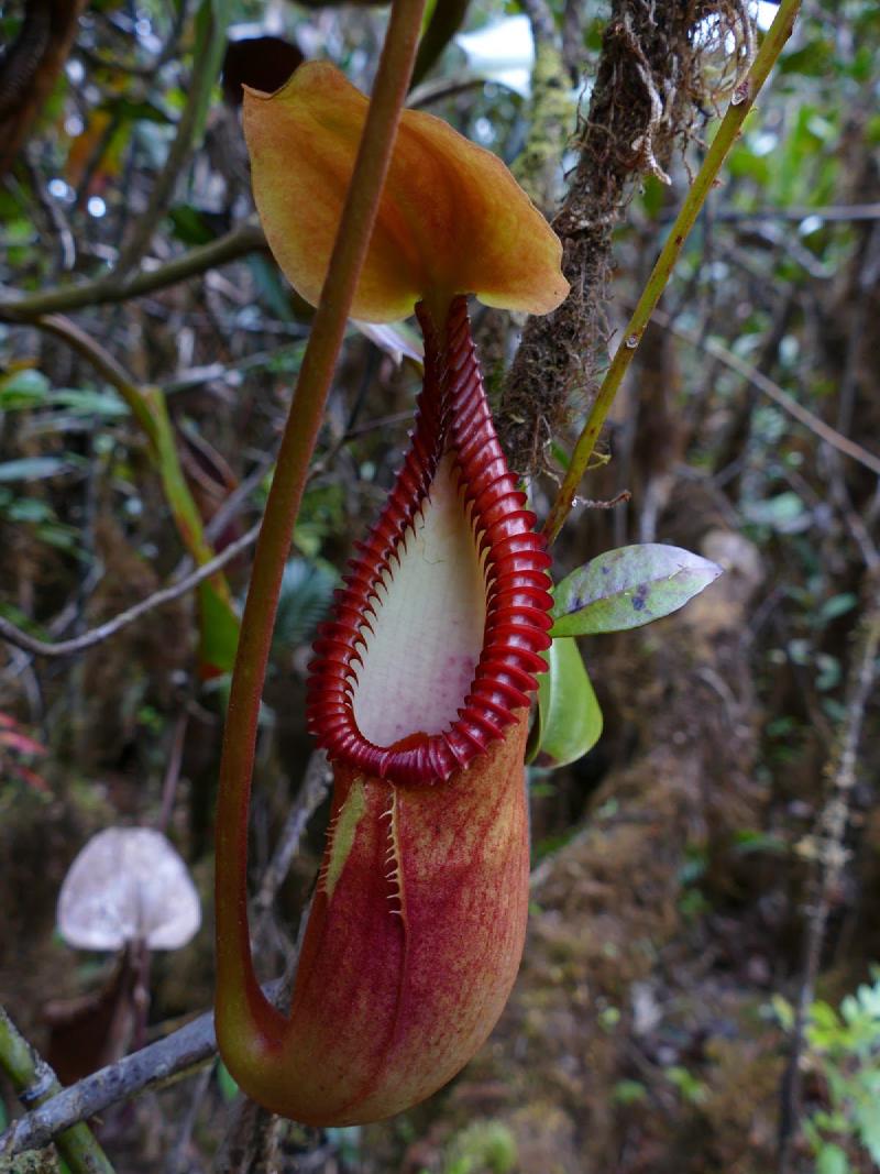 Nepenthes macrophylla in Borneo, by François Mey.