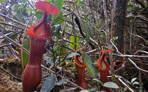 Nepenthes Guide 2018 Upgrade: In Situ Species Photos