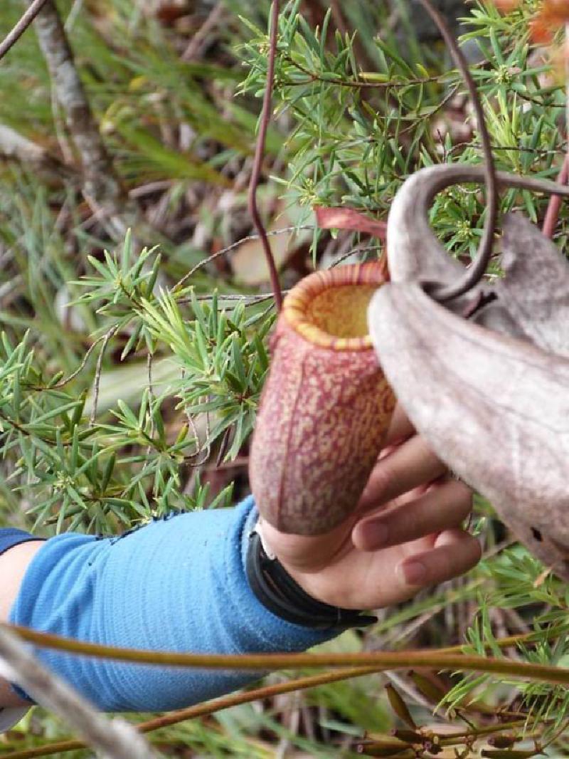 Possible upper pitcher in-situ. Note the reduced wings and possible rearward tendril attachment.