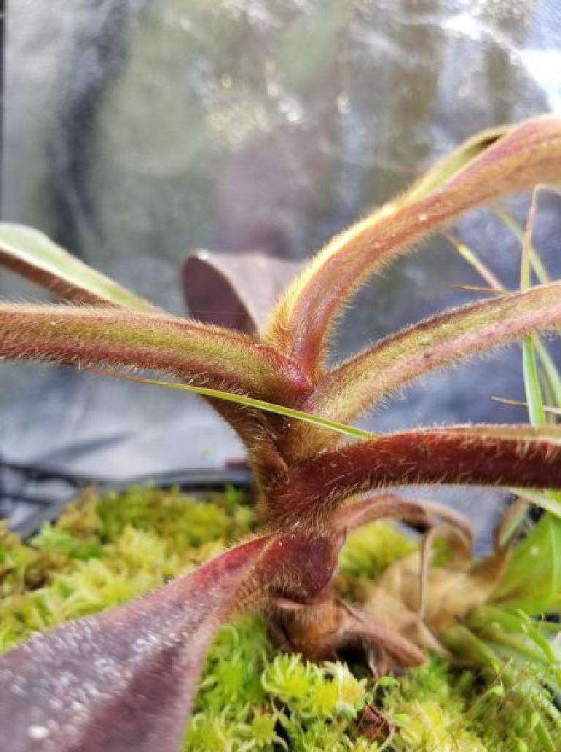 Indumentum and red coloration on petioles.