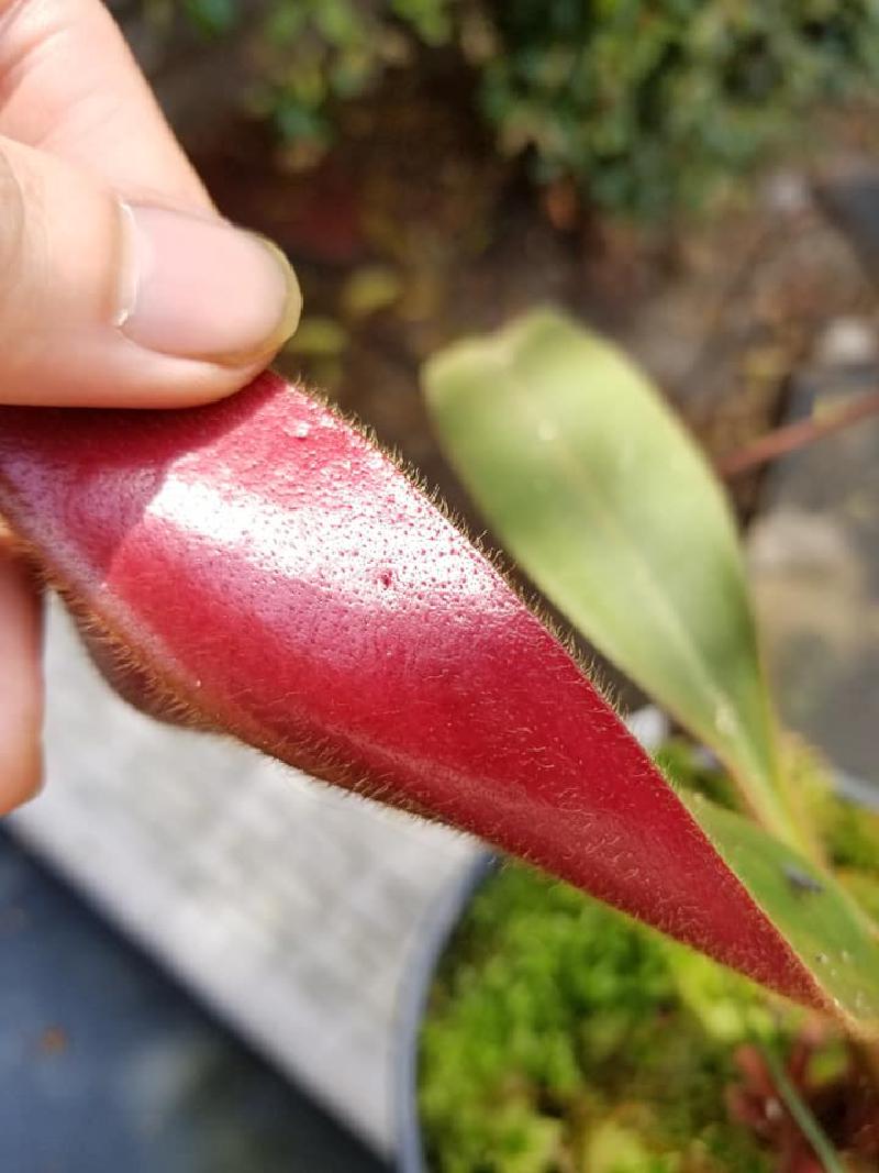 Red lamina undersides and indumenta.