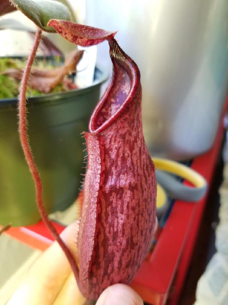 AW clone of N. peltata from my collection, showing skinny immature pitchers. This plant was just over six inches in diameter.