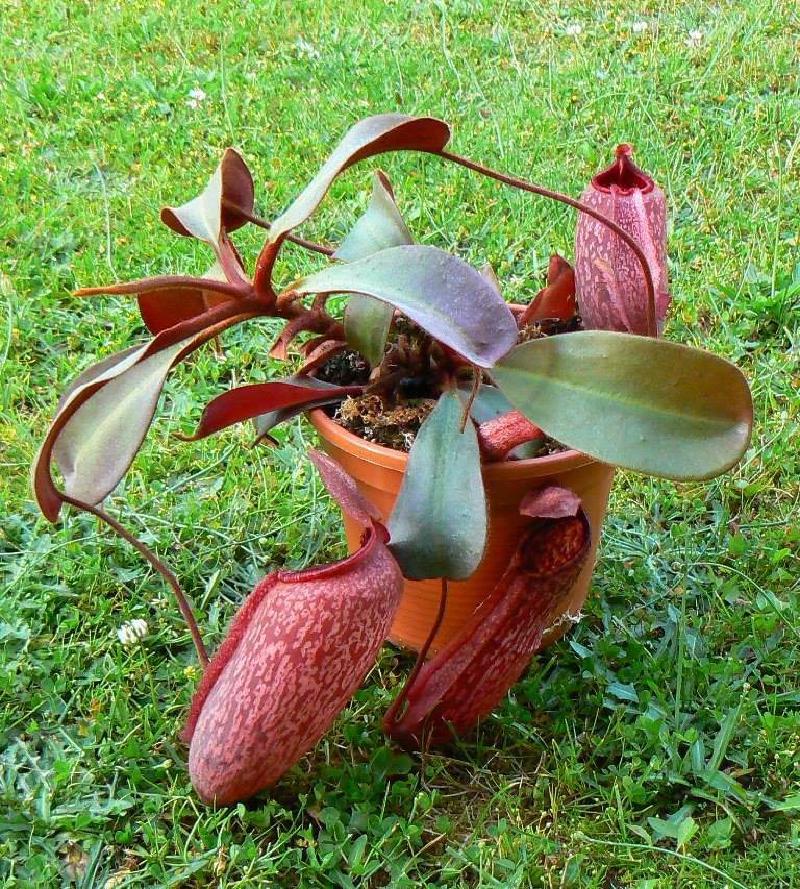 A beautiful seed-grown specimen grown by Carsten Schulz that strongly resembles the AW and BE clones. Note the difference in pitcher shape between the immature basal and the top growth.