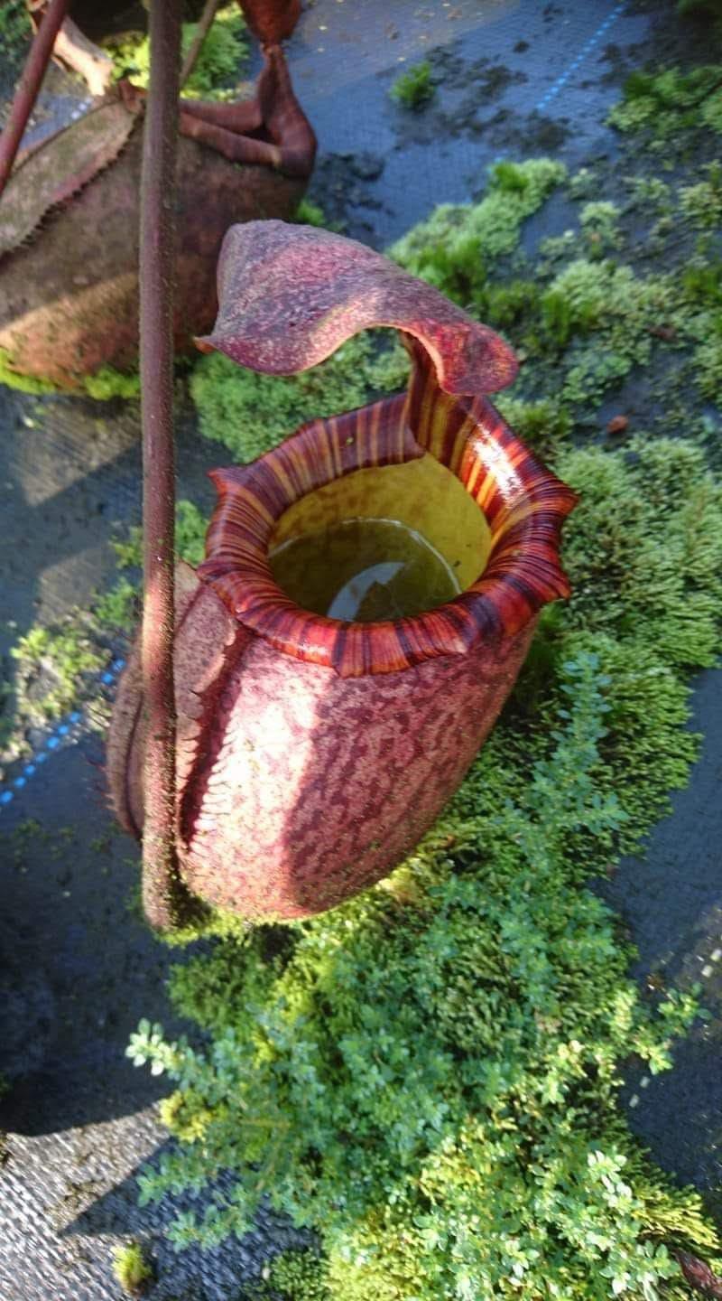 A mature pitcher on the same plant, courtesy of Jack Chiang.
