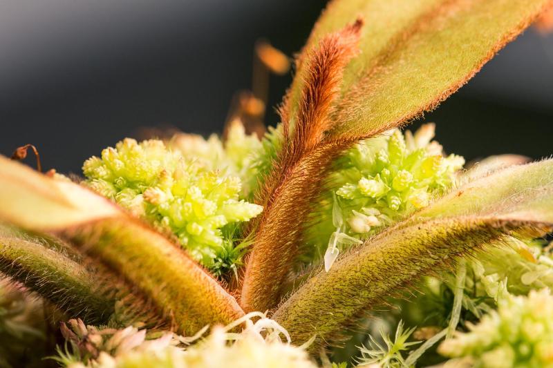 A Native Exotics clone with all parts of the leaves displaying an indumentum to some degree.