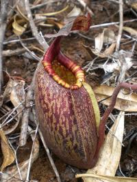 N. peltata