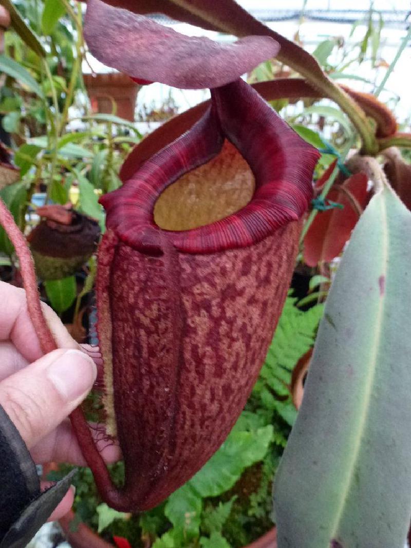 N. peltata ‘Red Phantom’