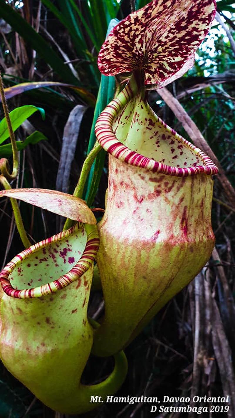 Nepenthes hamiguitanensis