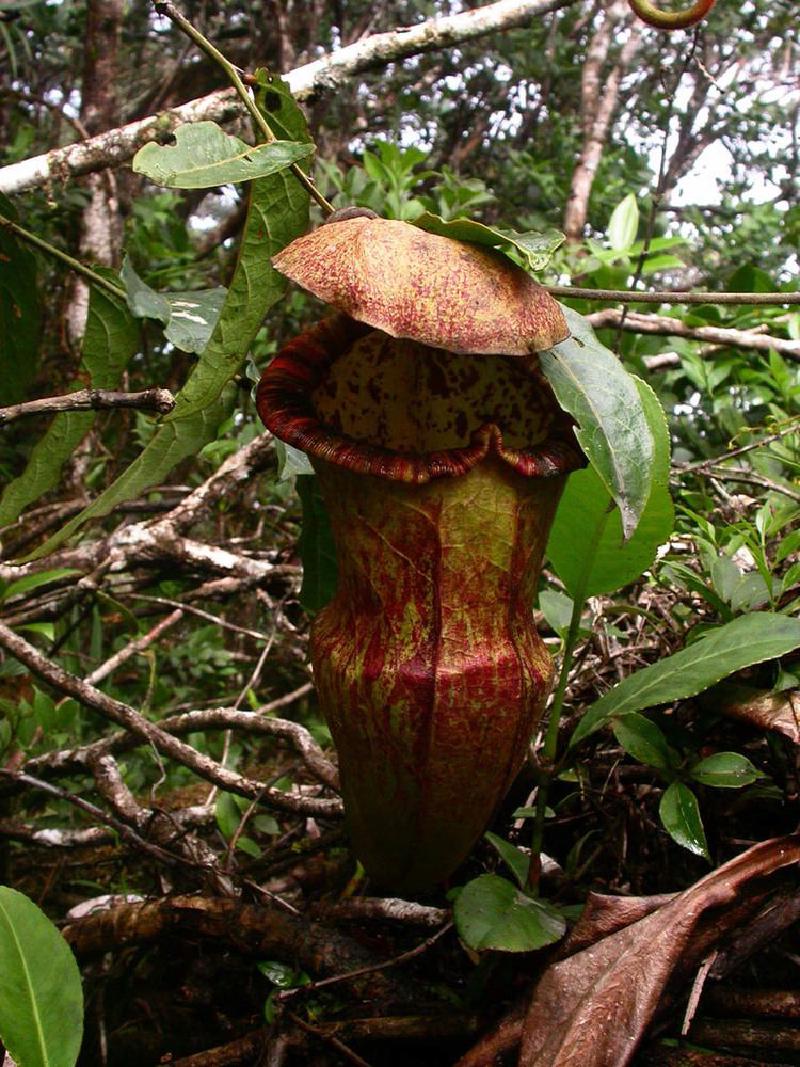 Nepenthes hamiguitanensis