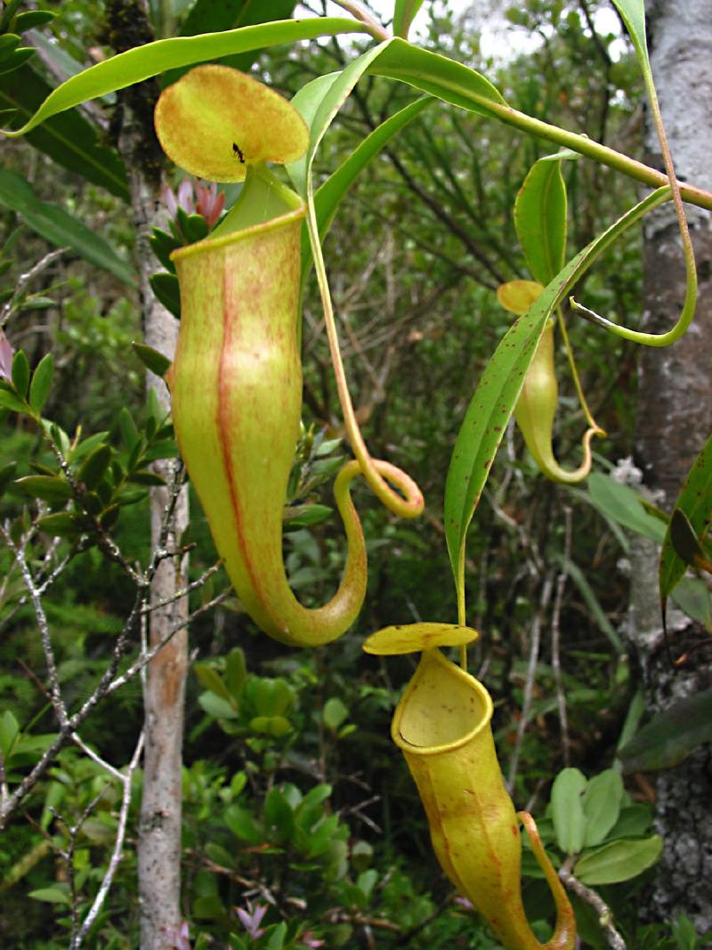 Nepenthes micramphora