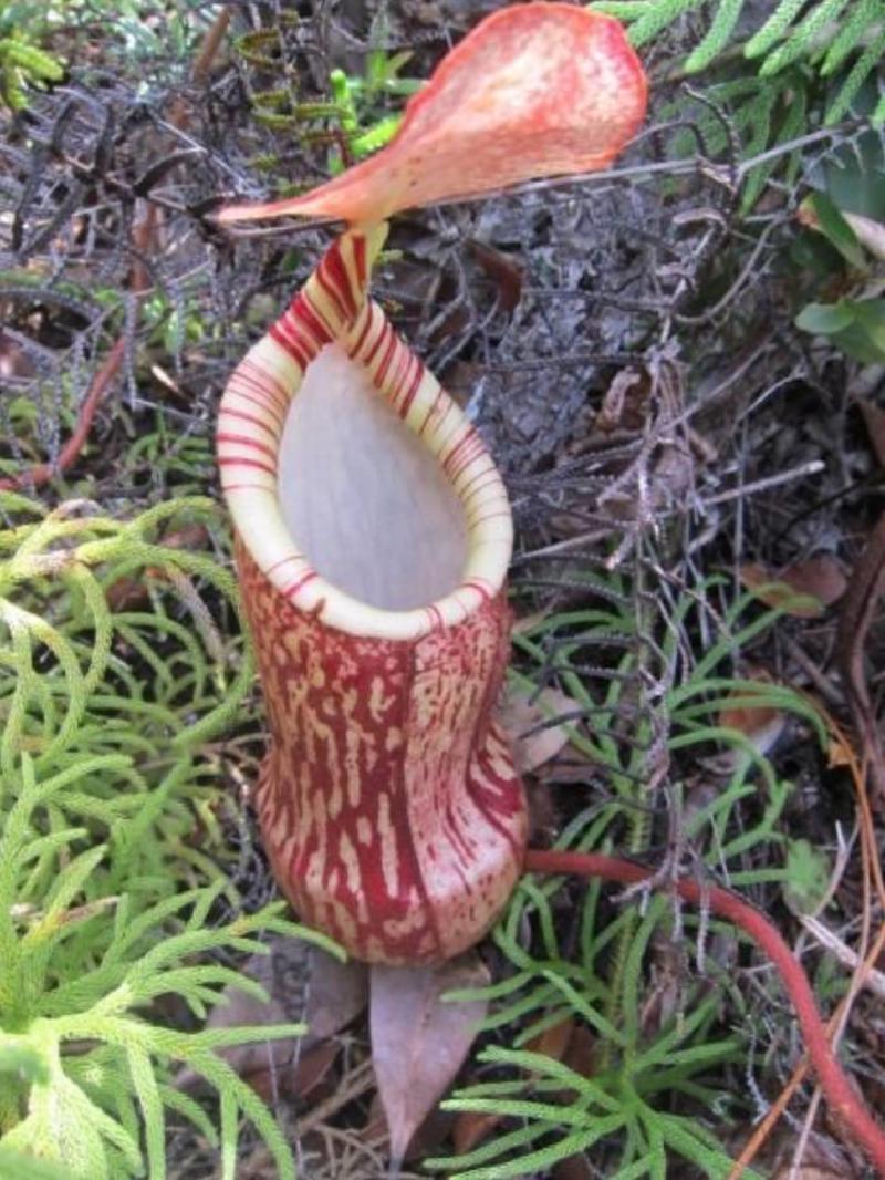 Putative hybrid involving N. peltata