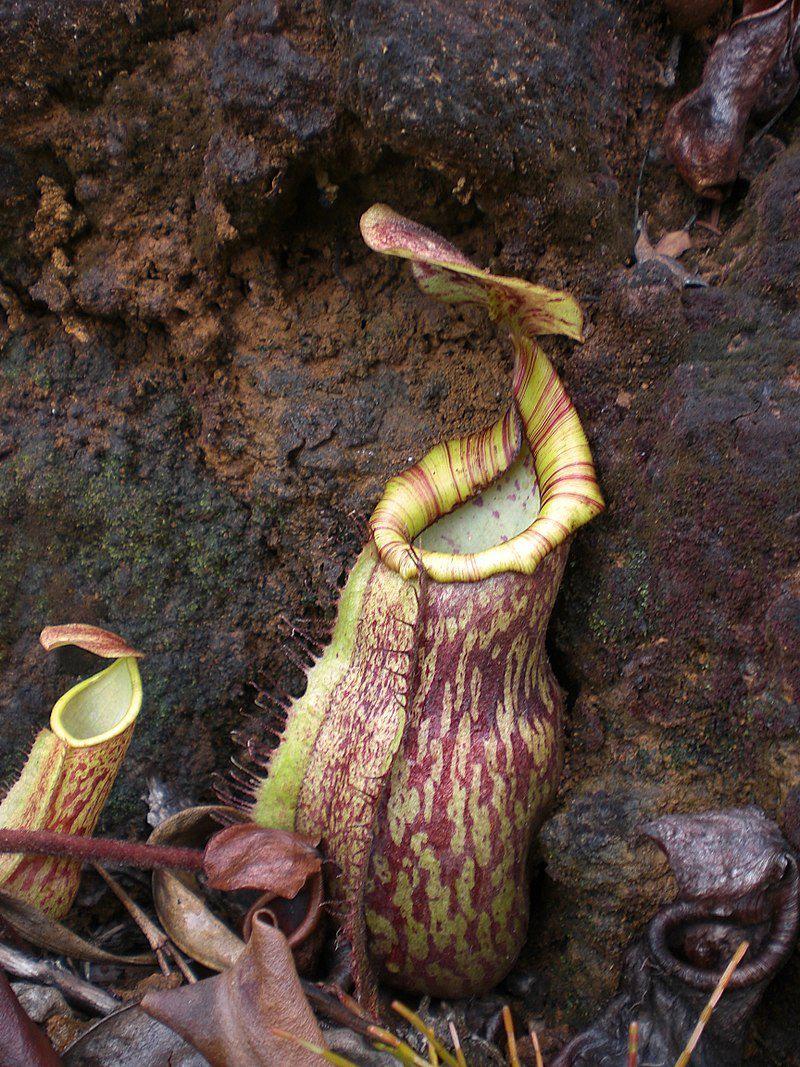 Putative hybrid involving N. peltata