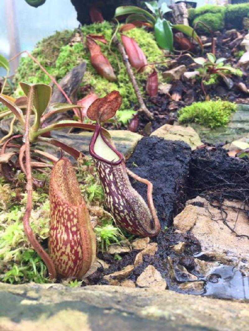 A natural hybrid from wild-collected N. peltata seed, likely with a N. justinae pollen parent.