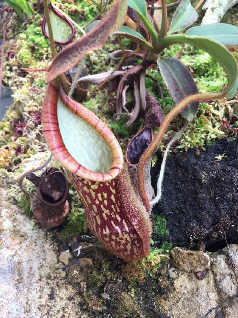 A natural hybrid from wild-collected N. peltata seed, likely with a N. justinae pollen parent.