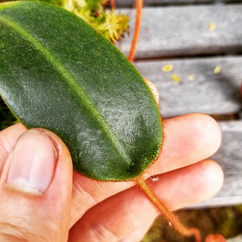 Peltate leaf on a young plant.