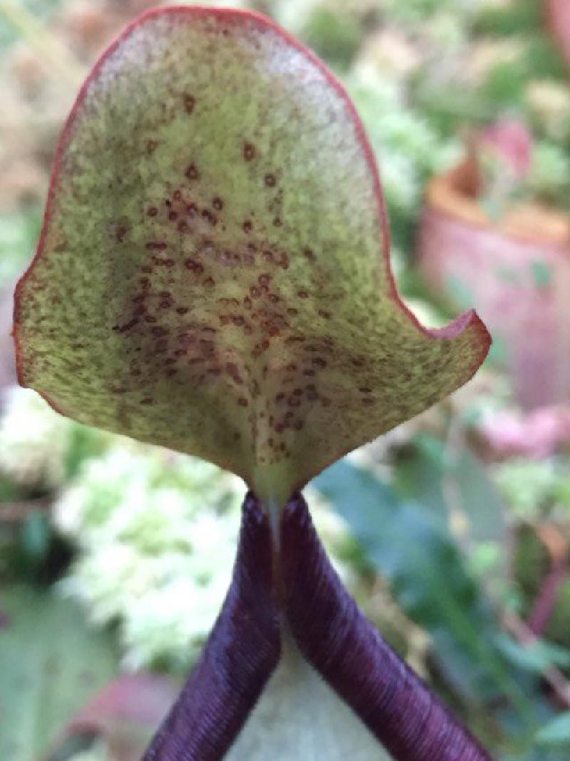 A natural hybrid from wild-collected N. peltata seed, likely with a N. justinae pollen parent.