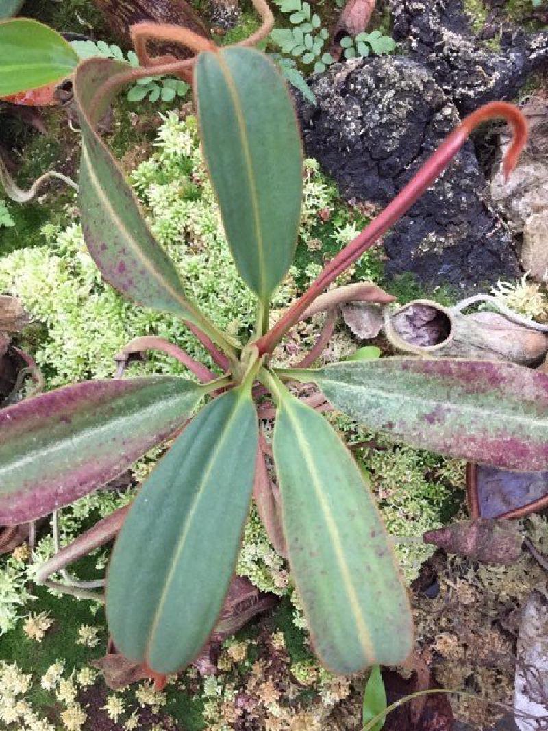 A natural hybrid from wild-collected N. peltata seed, likely with a N. justinae pollen parent.