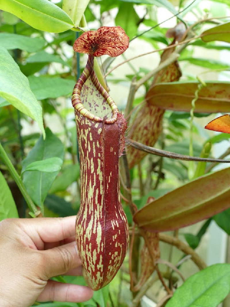 Cultivated natural hybrid from N. peltata seed.