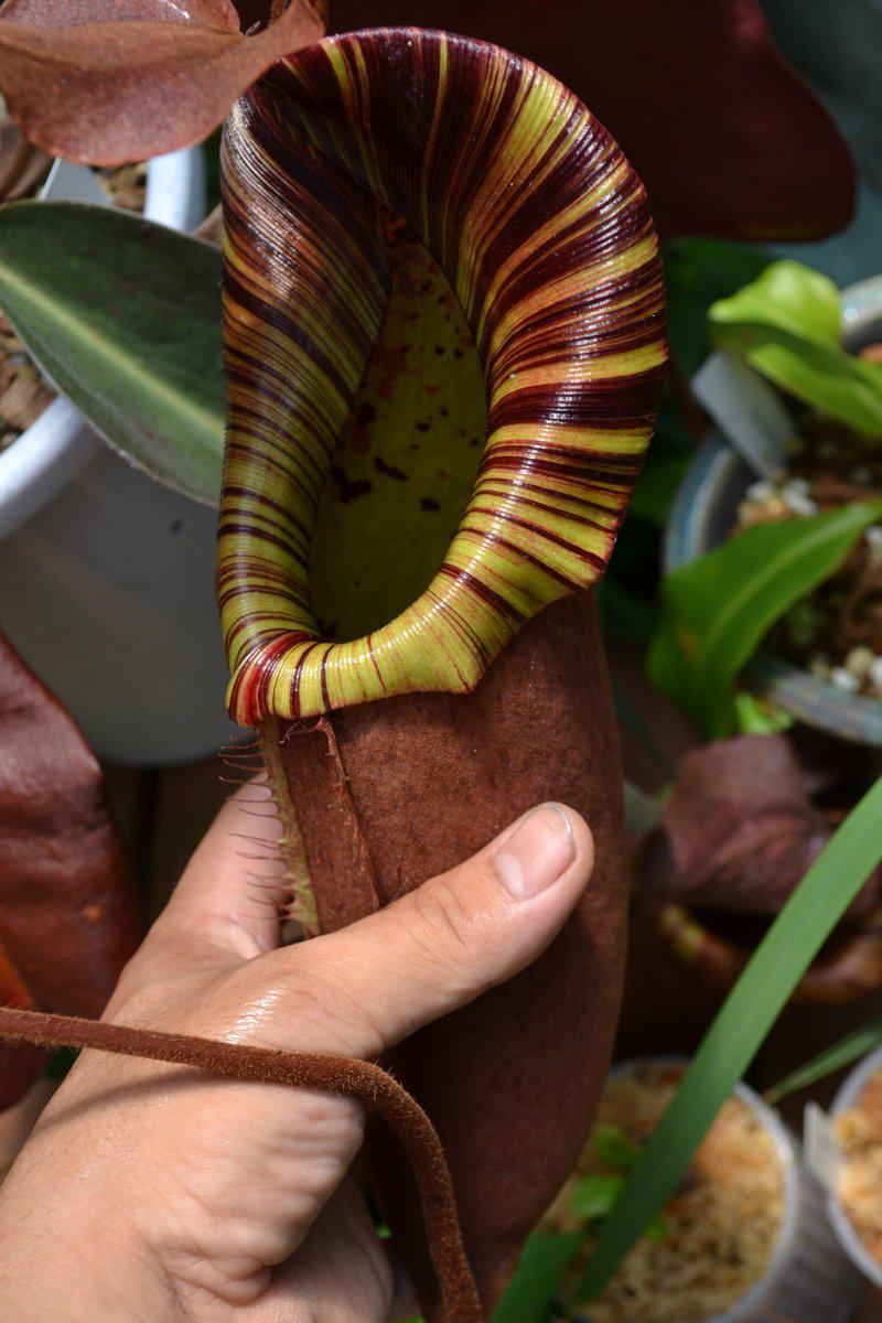 N. truncata x peltata (likely ‘Red Phantom’).