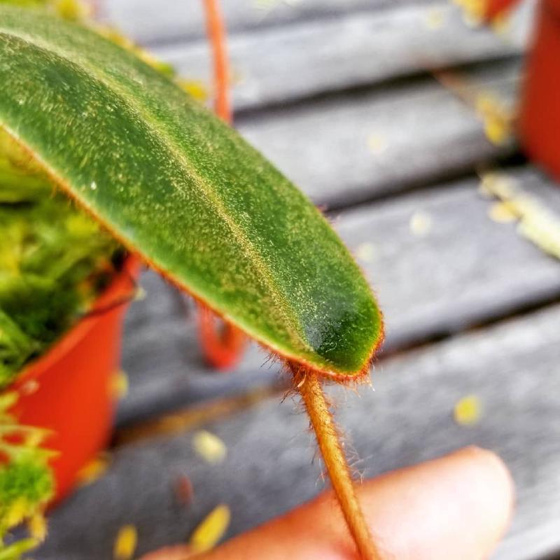 Peltate leaf on a young plant.