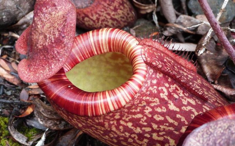 Today I'm very excited to publish the first Species Showcase. To kick things off, we'll be looking at Nepenthes peltata in this article written by Francis Bauzon.