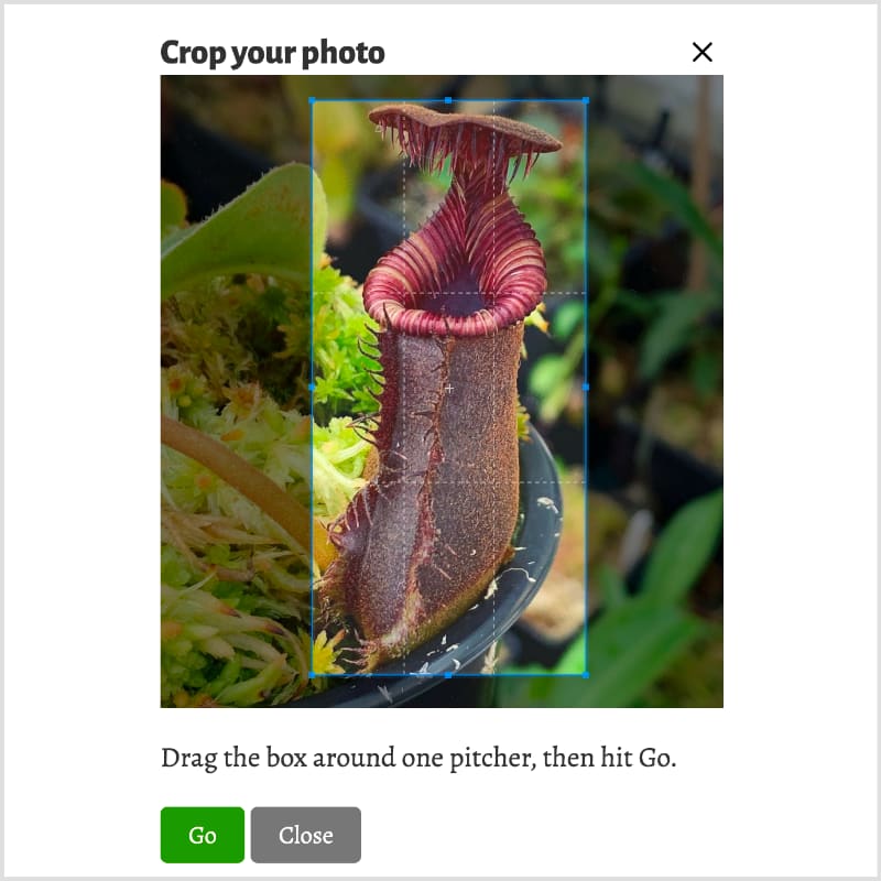 Upload a photo of your species, and draw a crop box around one pitcher.