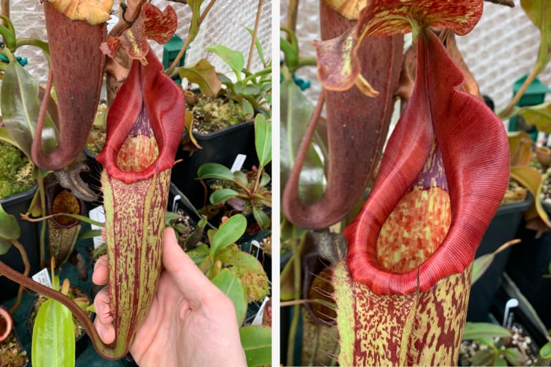 My Nepenthes maxima, BE-3067