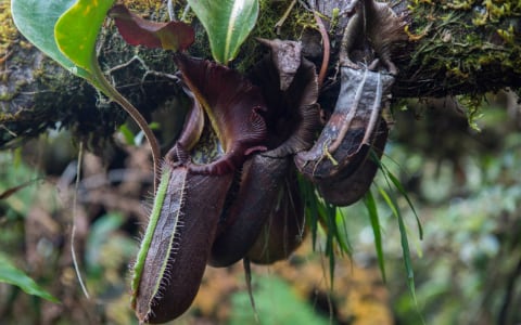 Identifying Nepenthes species with AI