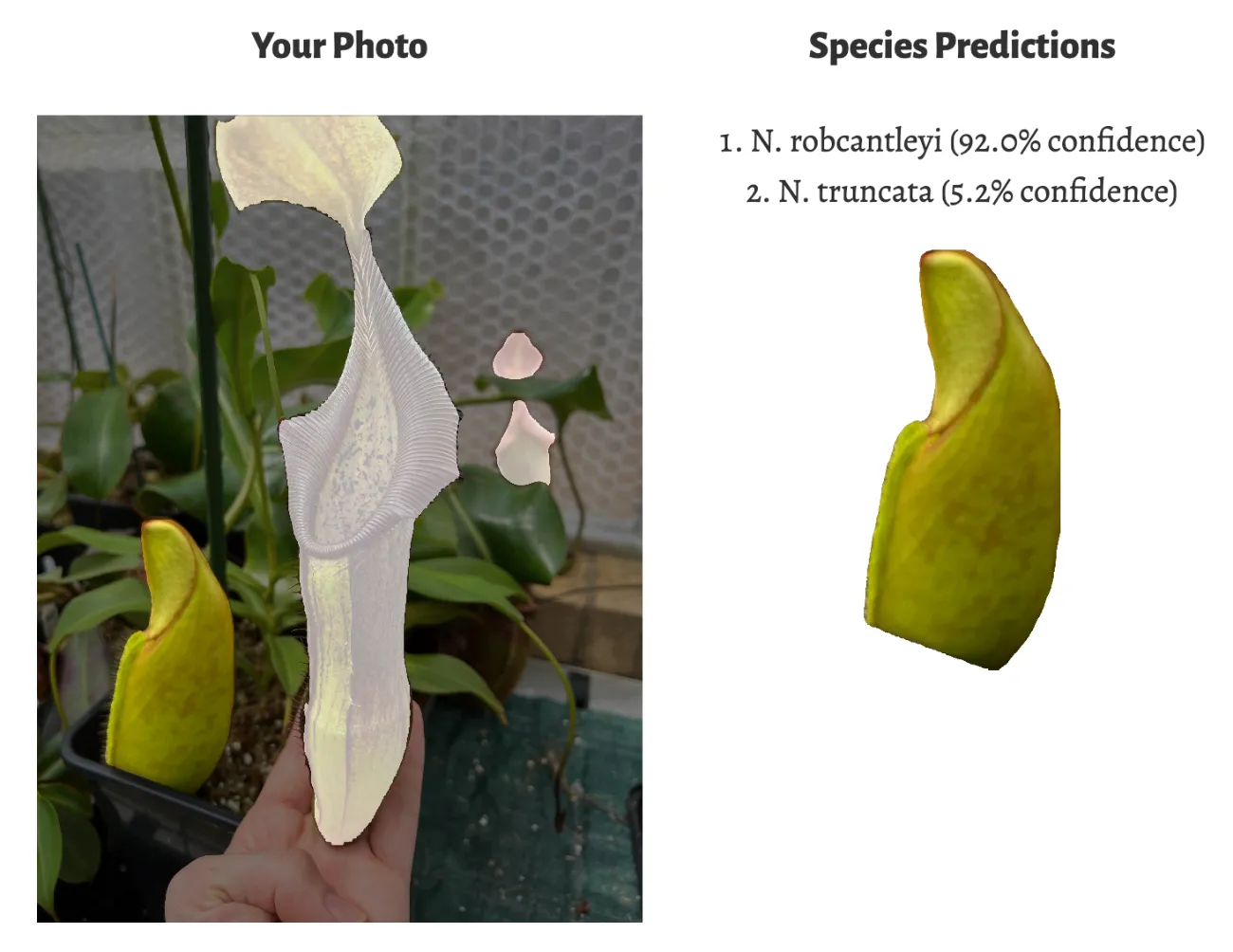 Identification of N. robcantleyi based on partially inflated pitcher!